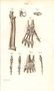 Corbie: Forearm, wrist and finger bones