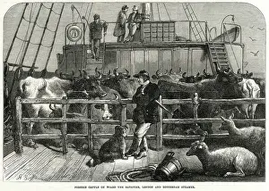 Importing: Foreign cattle on board the Batavier 1865