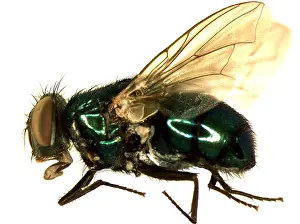 Helper: Forensic Helper, Common Green Bottle Fly, Blow Fly