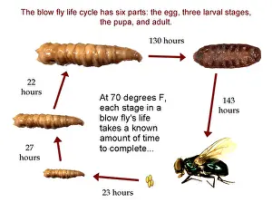 Helper: Forensic Helper, Life Cycle of Blow Fly