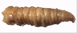 Determine: Forensic Helpers, Black Blow Fly Maggot