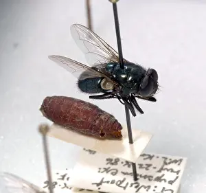 Pupa: Forensic Helpers, Black Blow Fly and Puparia