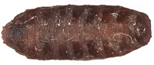 Helper: Forensic Helpers, Black Blow Fly Puparium