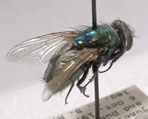 Helper: Forensic Helpers, Green Blow Fly