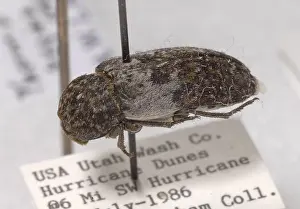 Helper: Forensic Helpers, Hide Beetle