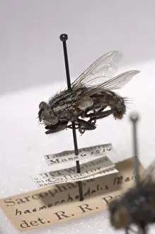Helper: Forensic Helpers, Red-Tailed Flesh Fly