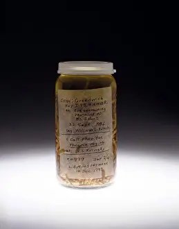 Recover: Forensics, Entomological Evidence