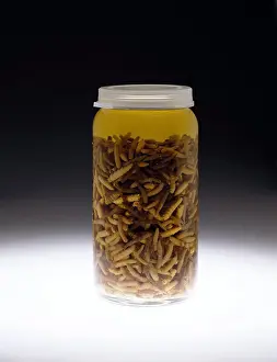 Recover: Forensics, Entomological Evidence
