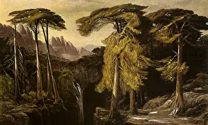 Corsica: Forest of Bavella, Corsica