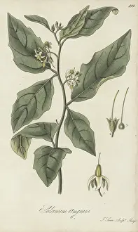William Blackwood: Forest bitterberry or African eggplant, Solanum anguivi