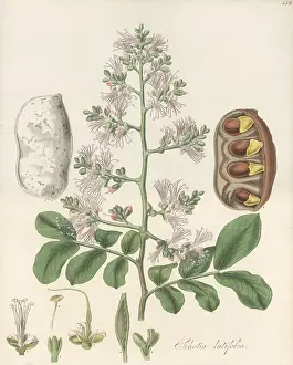 William Blackwood: Forest boer-bean, Schotia latifolia