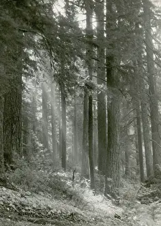 Menziesii: Forest of Douglas-fir Trees