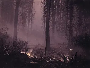 Smoldering: Forest - Fire - Woods - Destruction - Historical