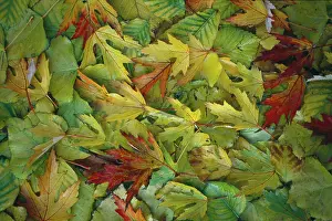 Predominately: Forest Floor ' leaves on the ground