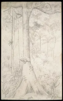 Para: Forest giant sketched near Para