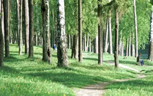 Gennady: Forest Lanes photo art work, 1992