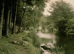 Aven: The Forest of Love at