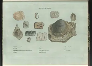 Identifying: Forest Marble fossils
