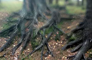 Mirages: Forest Mirages photo art work, 1994