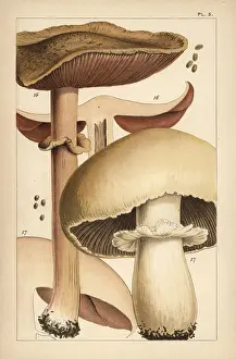 Mordecai: Forest mushroom and horse mushroom