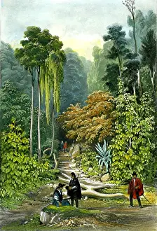 Sabatier: Forest, Pulo, Penang