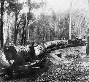 Karri: Forest railway, Western Australia