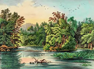 Lehigh: Forest Scene on the Lehigh