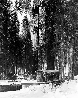 Sequoia: FOREST SNOW PLOUGH