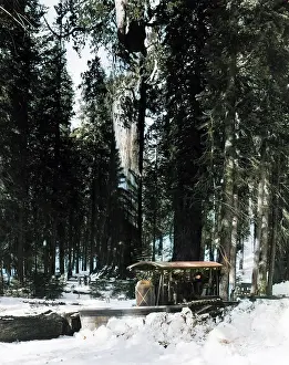 Sequoia: FOREST SNOW PLOUGH