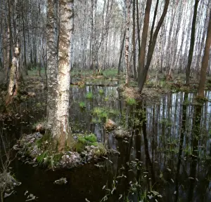 Sorcery: Forest of Sorcery photo art work, 1993