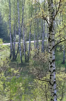 Mamontov: Forest in spring, 1991
