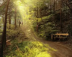 Sunbeams: Forest track in Lower Austria