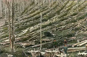 Lumberjack: Forest after woodcutting