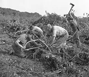 Saws: Forest workers cut up fallen trees with hand saws