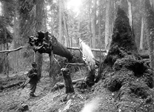 Forester: A forester in the Bohemian Forest
