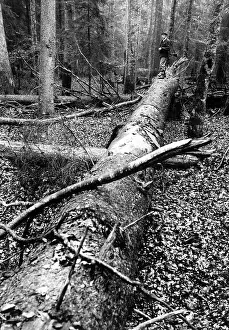 Forester: A forester in the Bohemian Forest