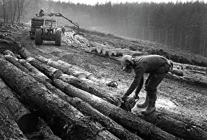 Logging: A forester cuts logs with a chain saw during tree felling
