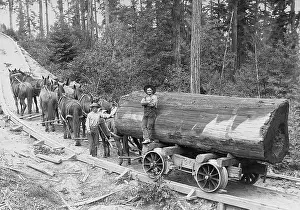 Woodcutters: Forestry in the 19 Century in the U.S