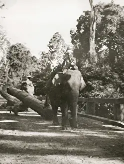 Logging: Forestry logging in Burma - elephant pulling a log