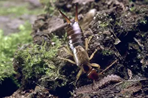 Lobsters: Forficula auricularia, common earwig