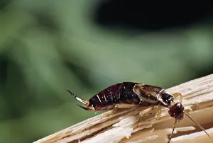 Lobsters: Forficula auricularia, common earwig