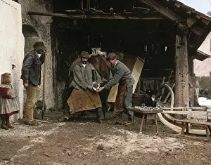 Shoeing: Forgers are shoeing a horse