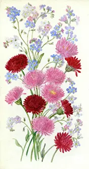 Coley: Forget-me-nots and daisies