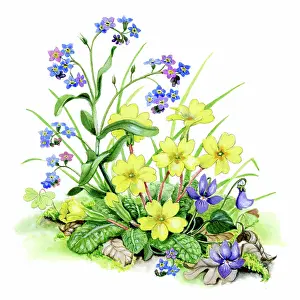 Sherborne: Forget-me-nots, primroses and violets