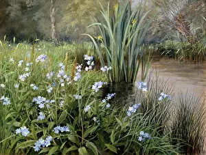 Riverbanks: Forget-me-nots ? by a river