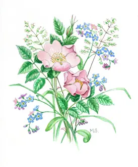 Sherbourne: Forget-me-nots and wild roses