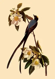 Waxy: Fork-Tailed Flycatcher