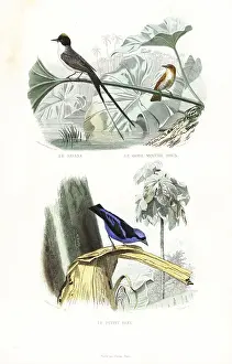 Rufous: Fork-tailed flycatcher, rufous flycatcher-thrush