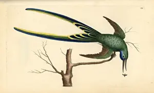 Forficatus: Fork-tailed hummingbird, Trochilus forficatus
