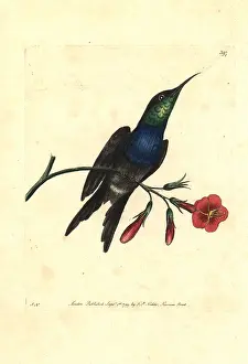 Naturalists: Fork-tailed woodnymph hummingbird, Thalurania furcata